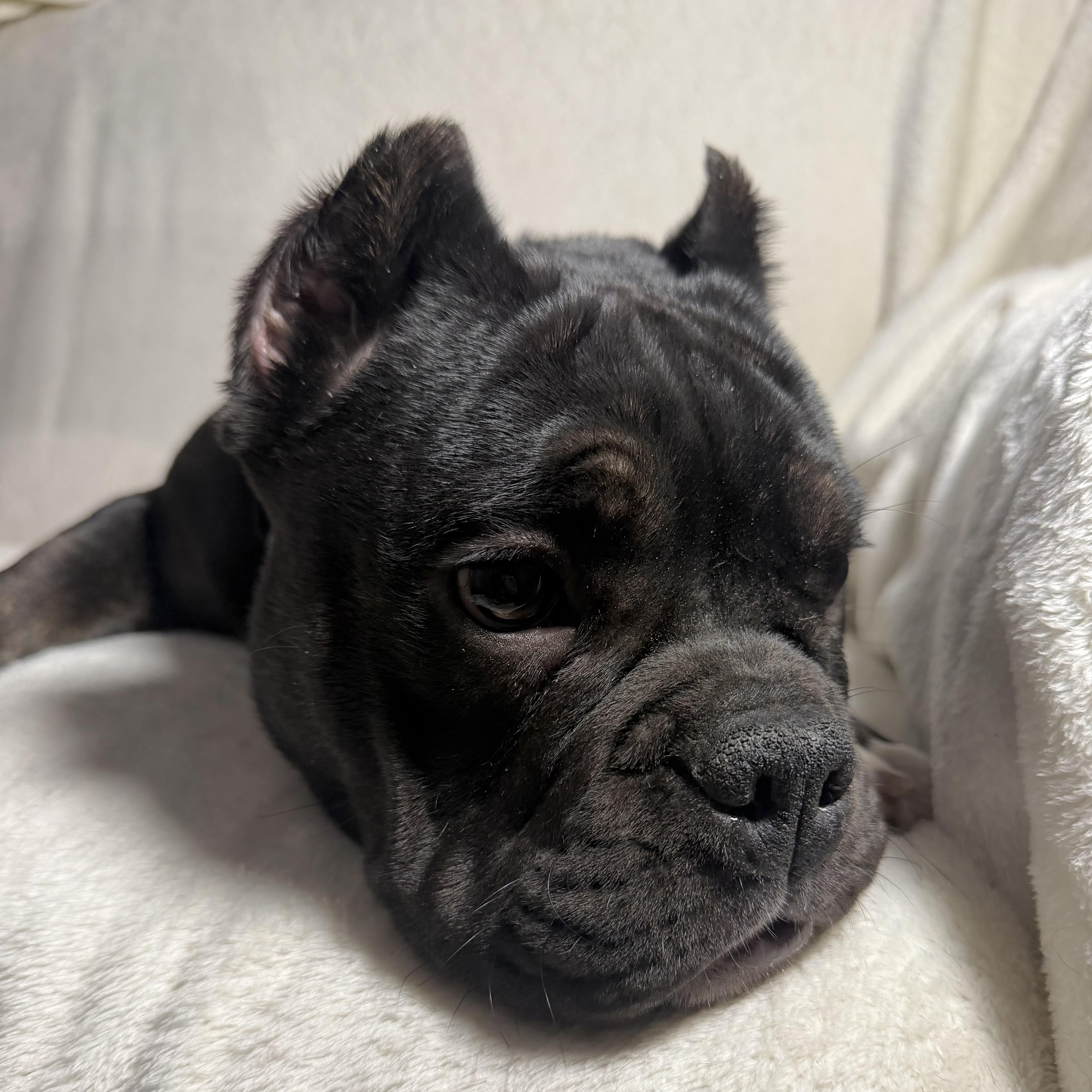 Enlarge Bam Bam, a Adoptable mixed breed in Wrightstown, NJ image 3/3