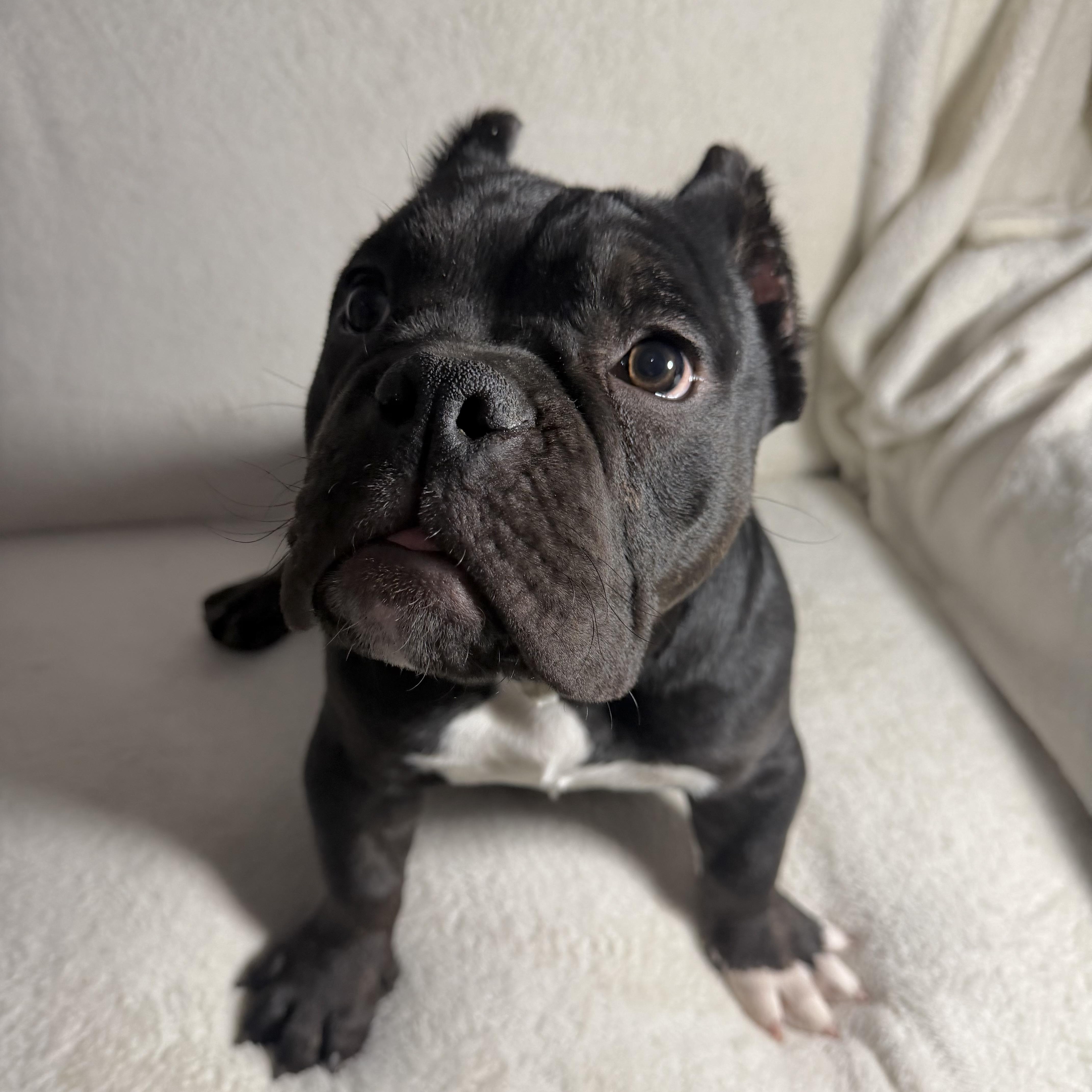 Bam Bam, Adoptable, Puppy Female American Bully.