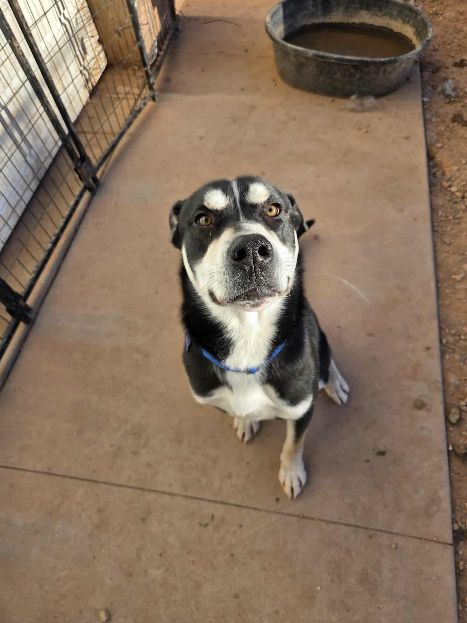 Hendrix, Adoptable, Adult Male Mixed Breed.