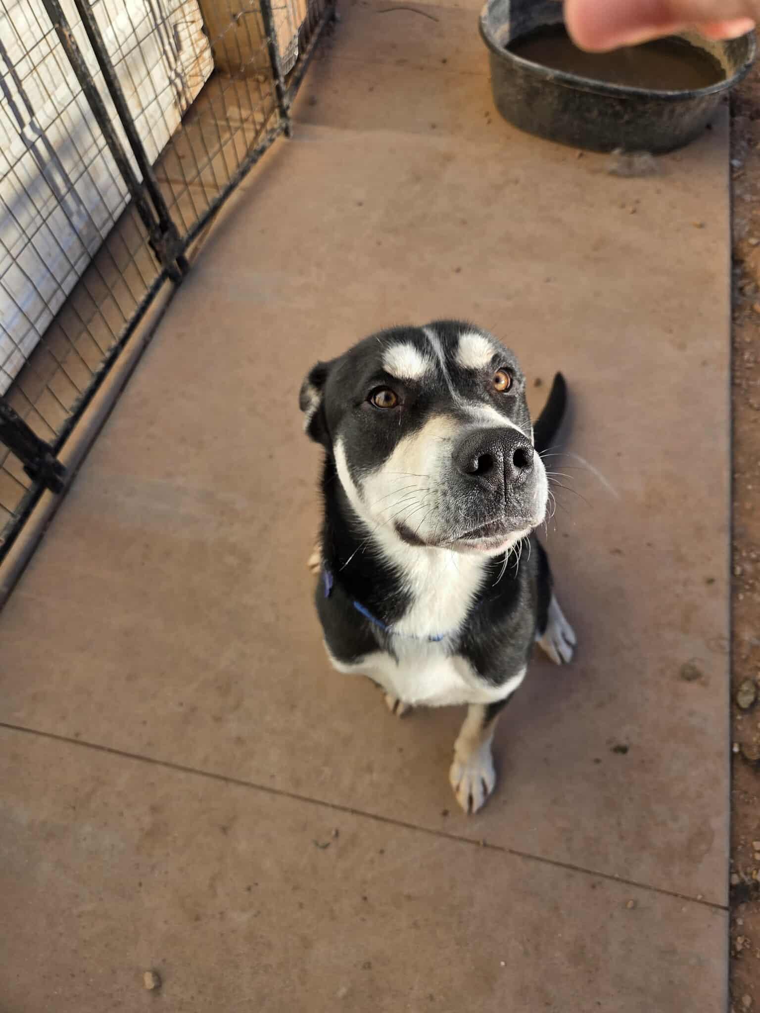 Hendrix, a Adoptable Mixed Breed in Roosevelt, UT image 3/3