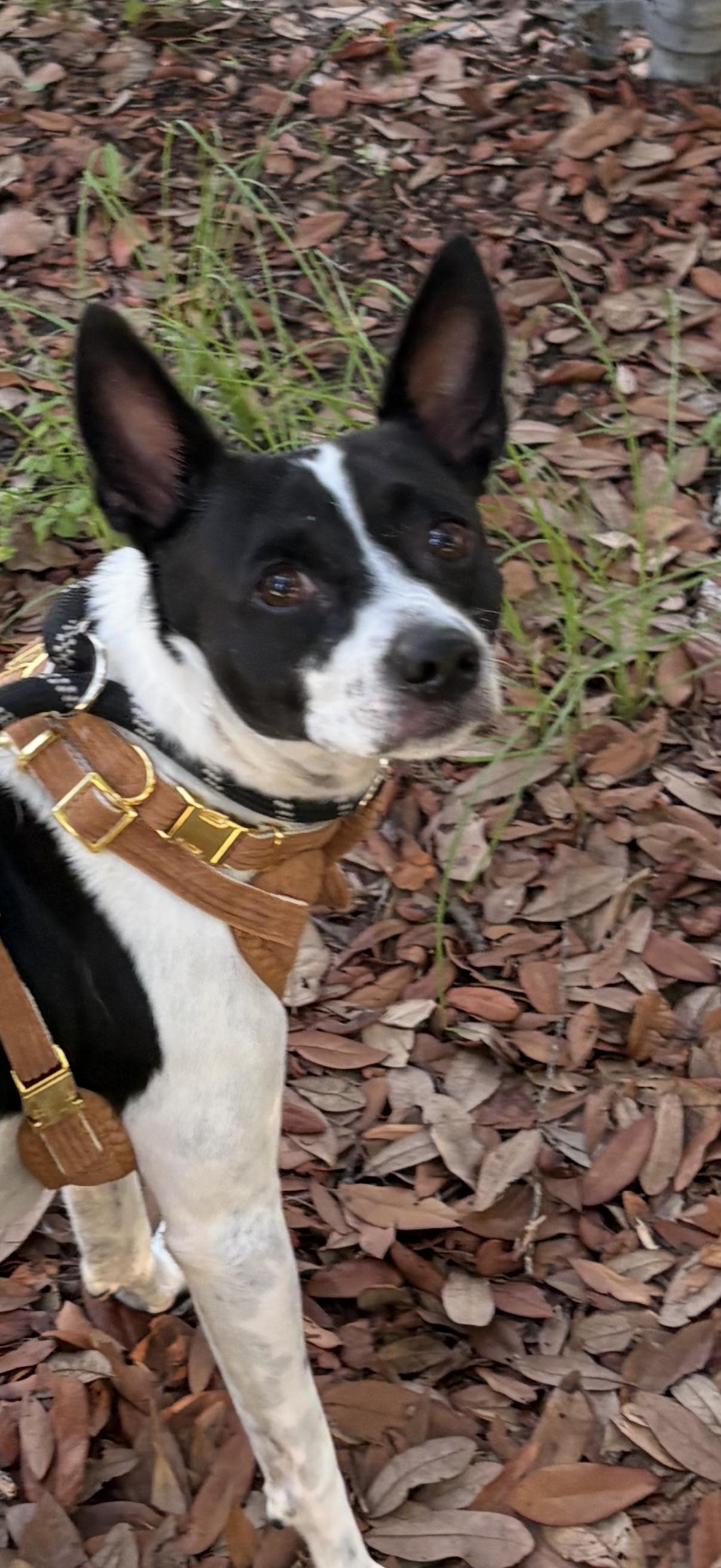 Charlie, Adoptable, Young Male Chihuahua & Rat Terrier.