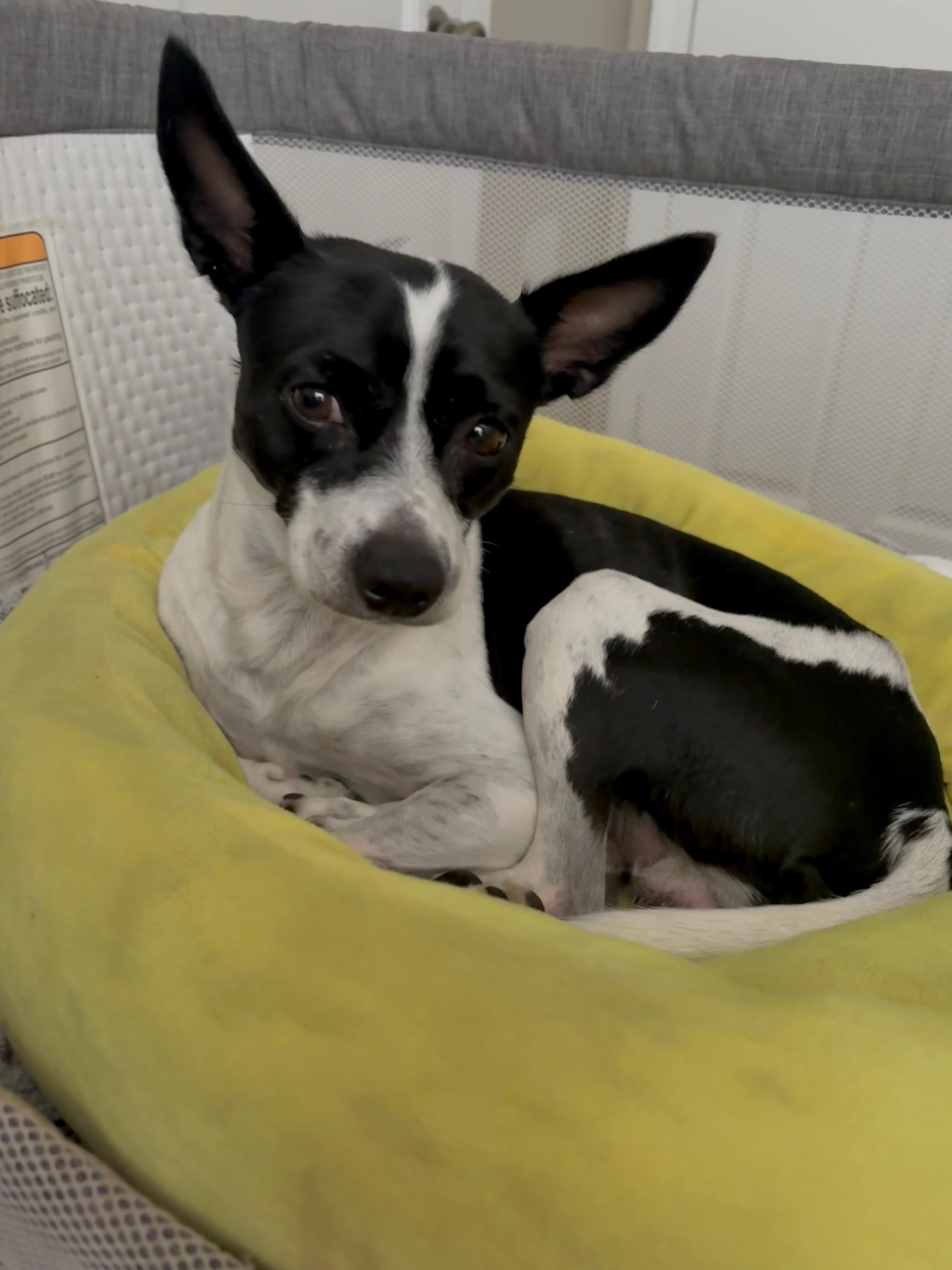 Enlarge Charlie, a Adoptable mixed breed in Tampa, FL image 2/5