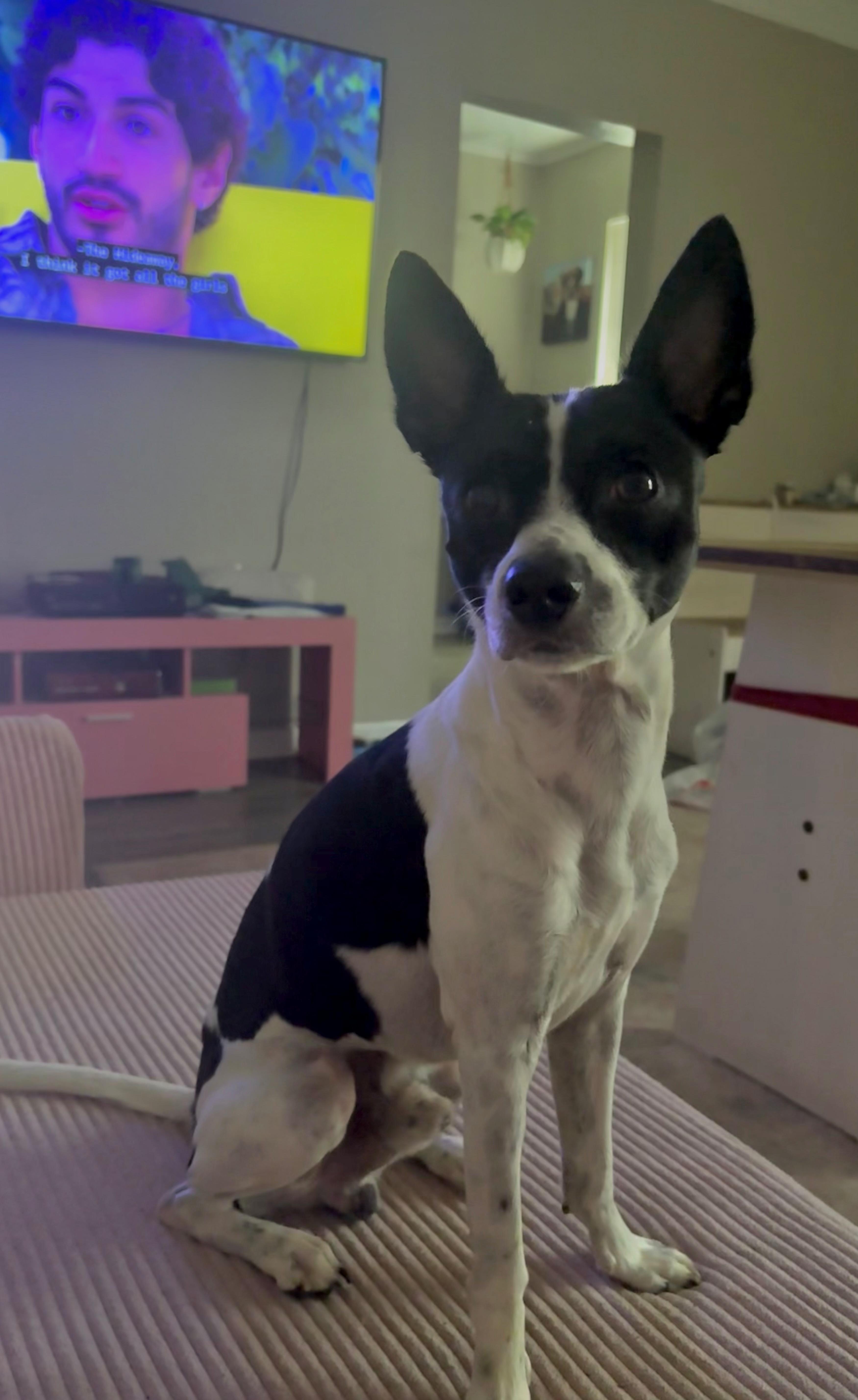Enlarge Charlie, a Adoptable mixed breed in Tampa, FL image 4/5