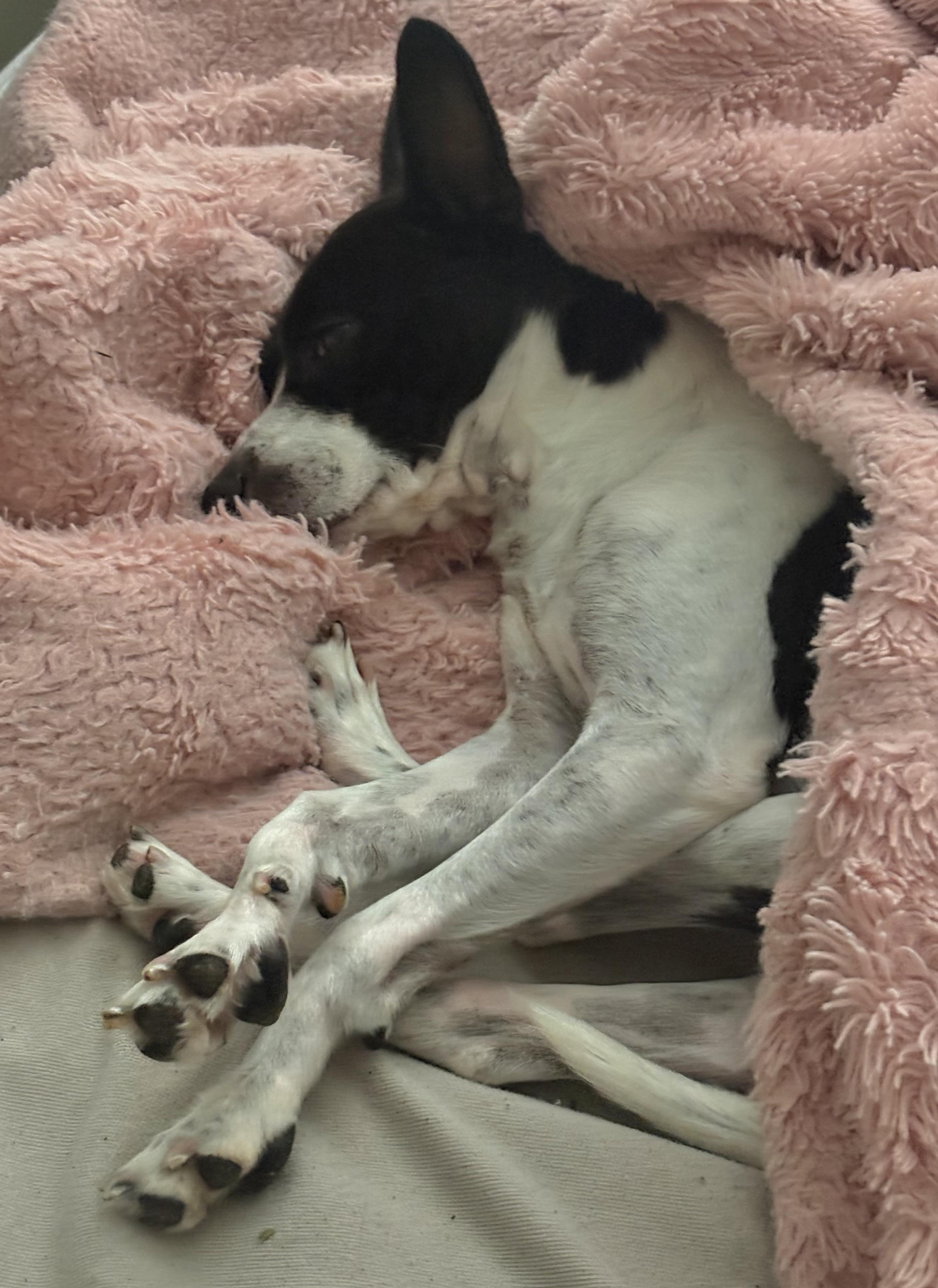 Enlarge Charlie, a Adoptable mixed breed in Tampa, FL image 5/5