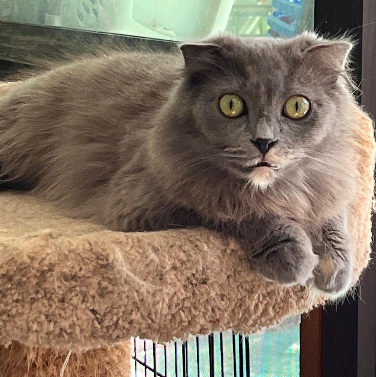 Enlarge Poppy, a ADOPTABLE mixed breed in Sarasota, FL image 3/3