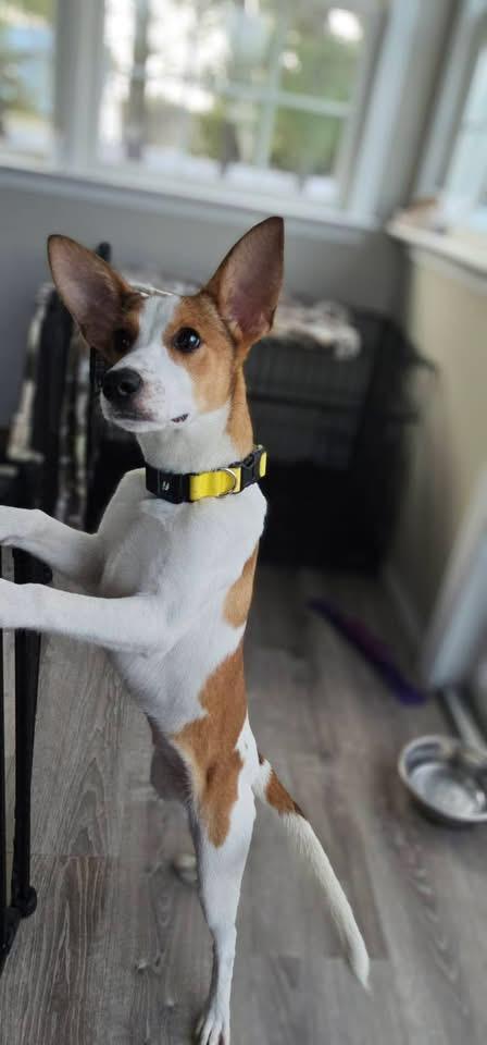 Bunny Lou, Adoptable, Puppy Female Rat Terrier.