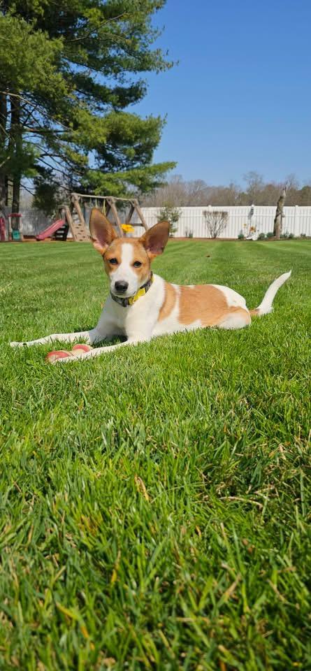 Enlarge Bunny Lou, a Adoptable mixed breed in Berlin, NJ image 2/3