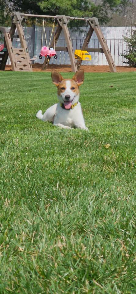 Enlarge Bunny Lou, a Adoptable mixed breed in Berlin, NJ image 3/3