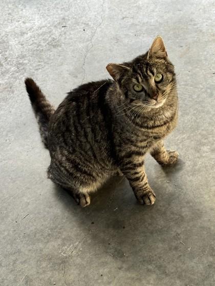 Enlarge Tackle, a ADOPTABLE Domestic Short Hair in Altoona, PA image 1/1