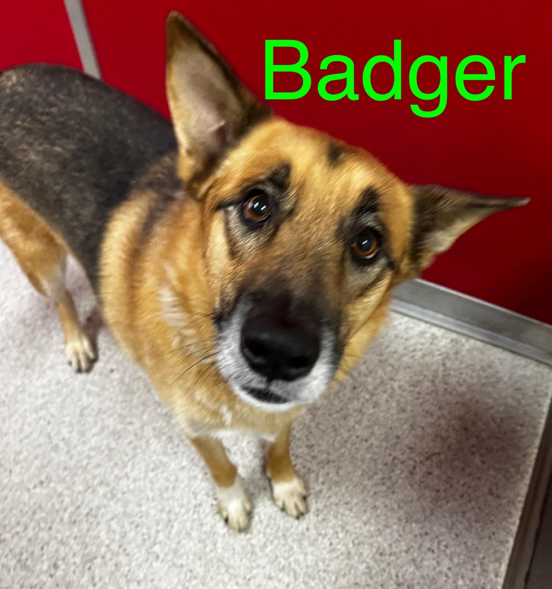 Badger