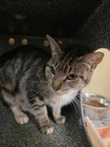 Phoenix Rising 58645989, Adoptable, Adult Female Domestic Short Hair.