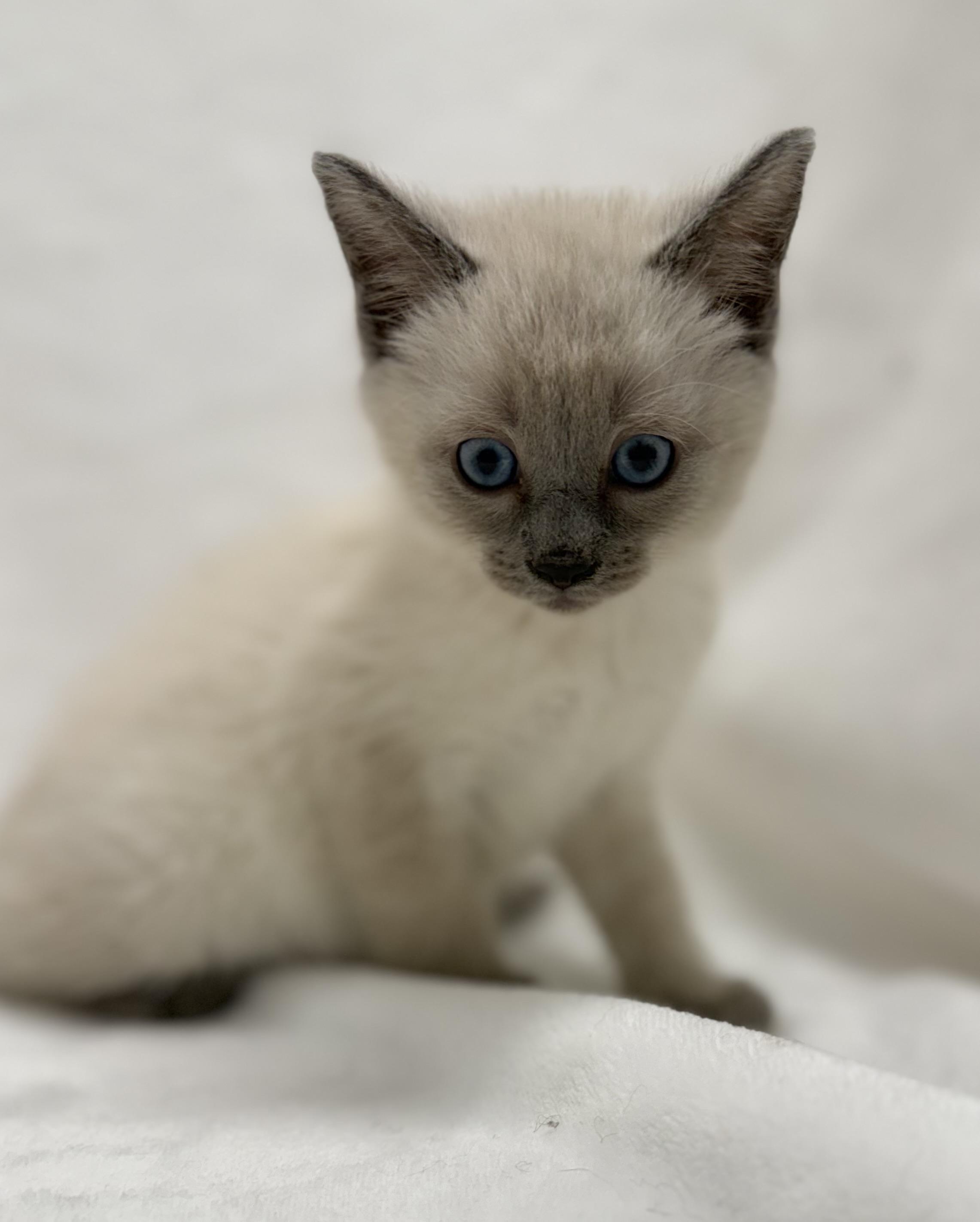 Enlarge Locket, an adopted mixed breed in Greensboro, NC image 3/3