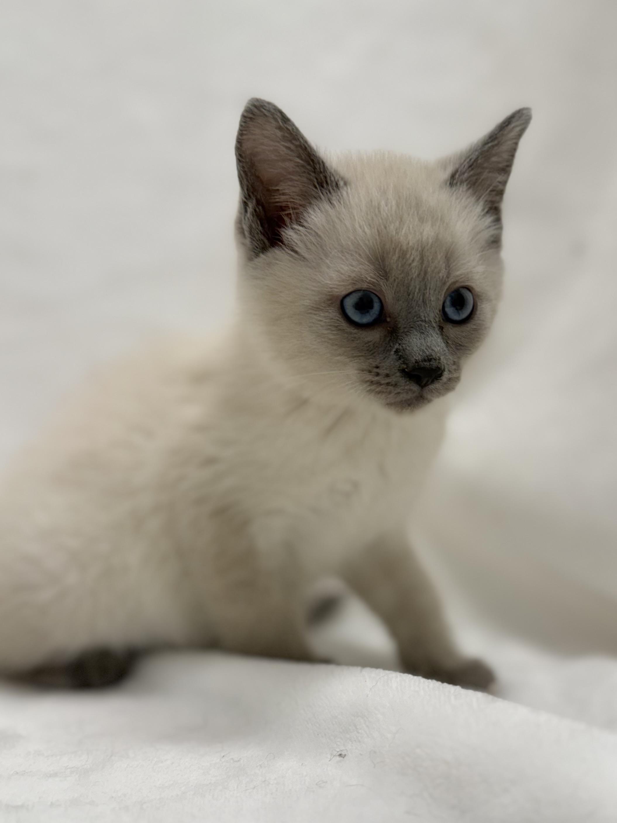 Enlarge Locket, an adopted mixed breed in Greensboro, NC image 2/3