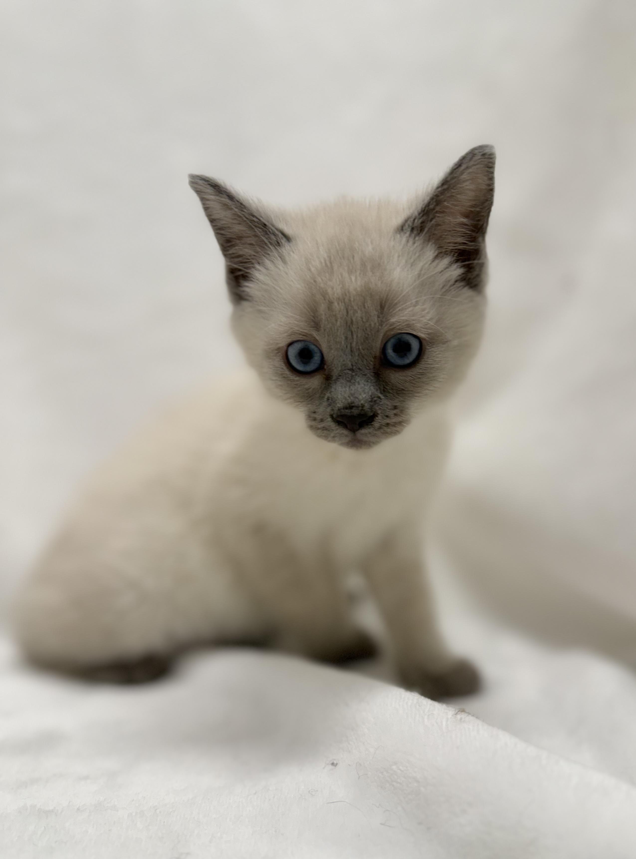 Locket, adopted, Kitten Male Siamese & Domestic Short Hair.