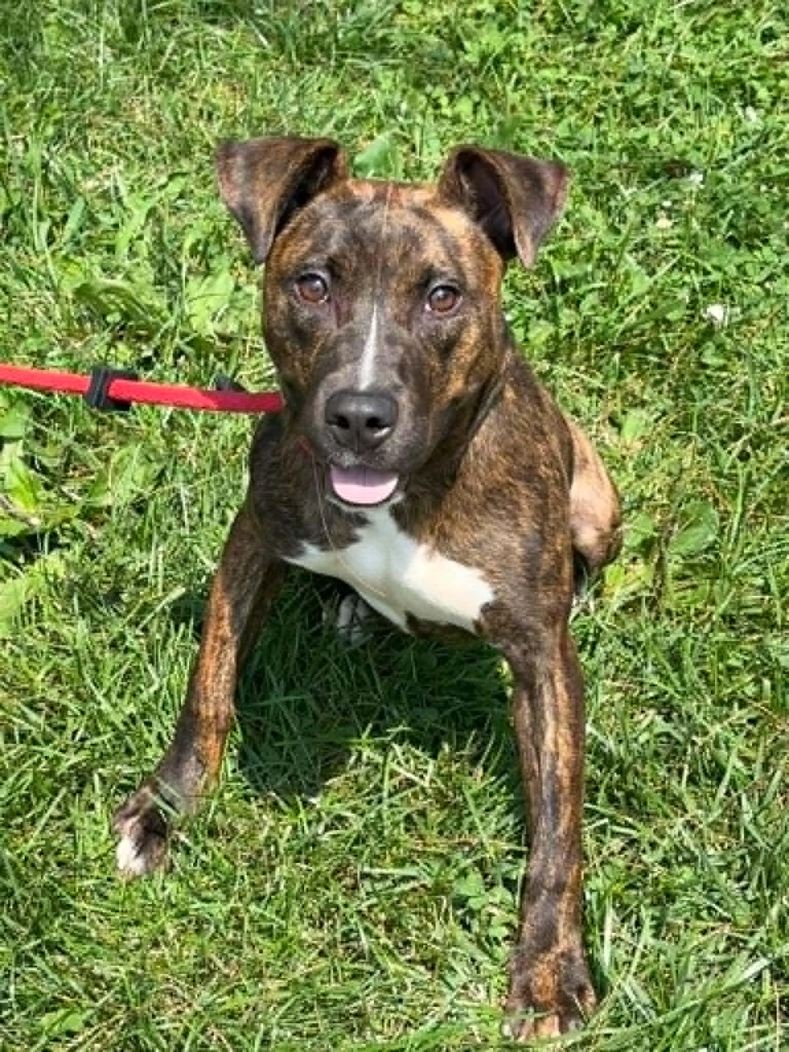 Enlarge Roxy, a ADOPTABLE mixed breed in Springfield, IL image 2/3