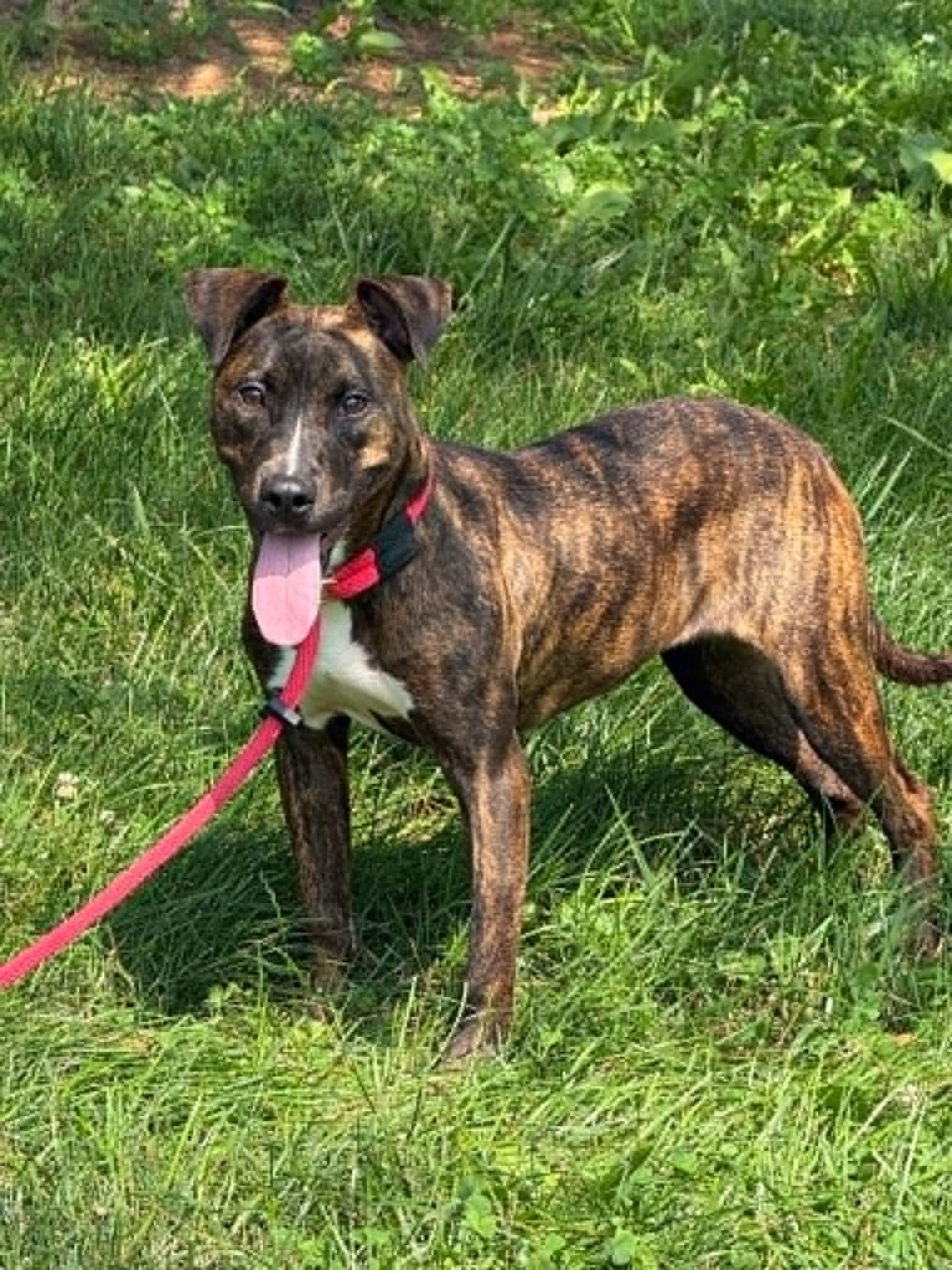 Roxy, ADOPTABLE, Young Female Pit Bull Terrier.
