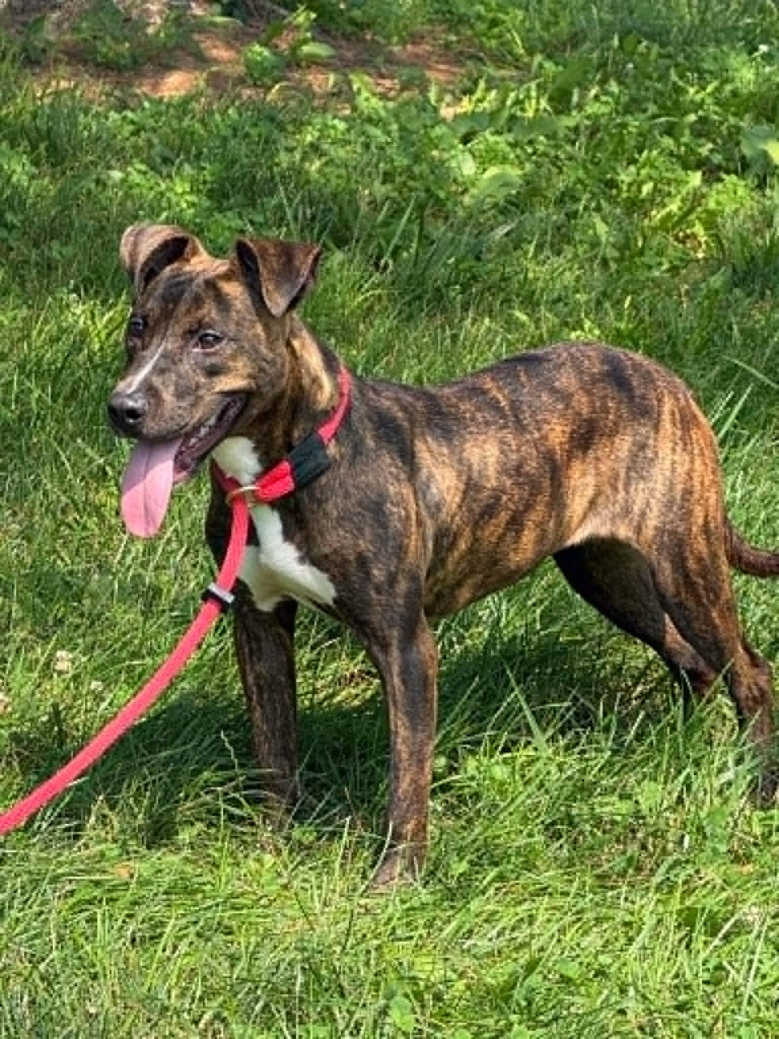 Enlarge Roxy, a ADOPTABLE mixed breed in Springfield, IL image 3/3