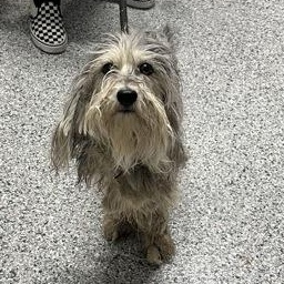 Alani, adopted, Adult Female Schnauzer.