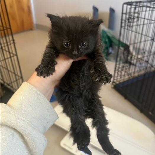 Ruby, Adoptable, Young Female Domestic Long Hair.