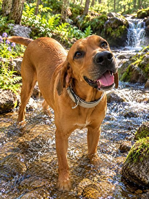 Enlarge BO, a Adoptable English Coonhound in Globe, AZ image 1/1