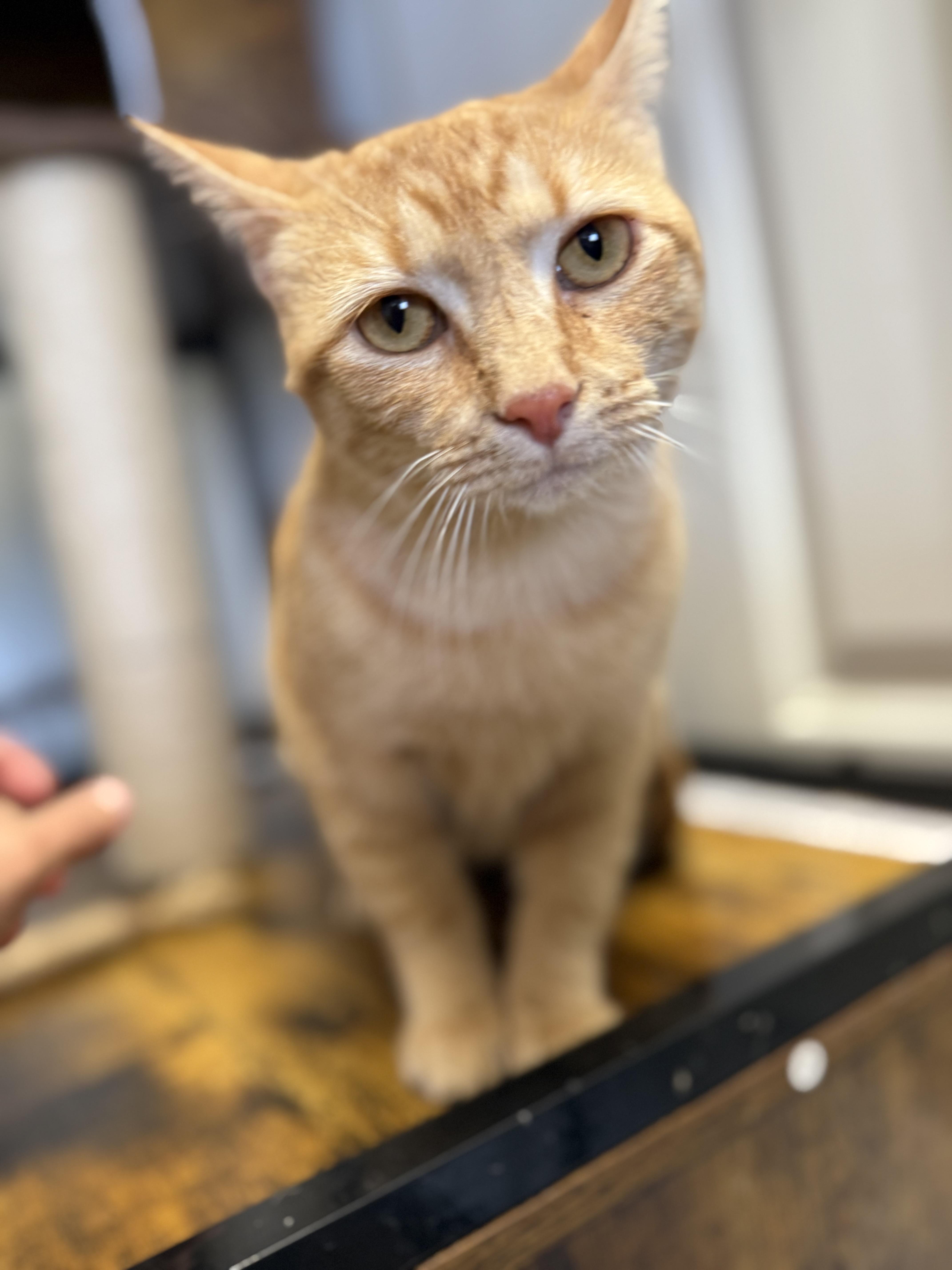 Pamona, Adoptable, Adult Female Tabby.