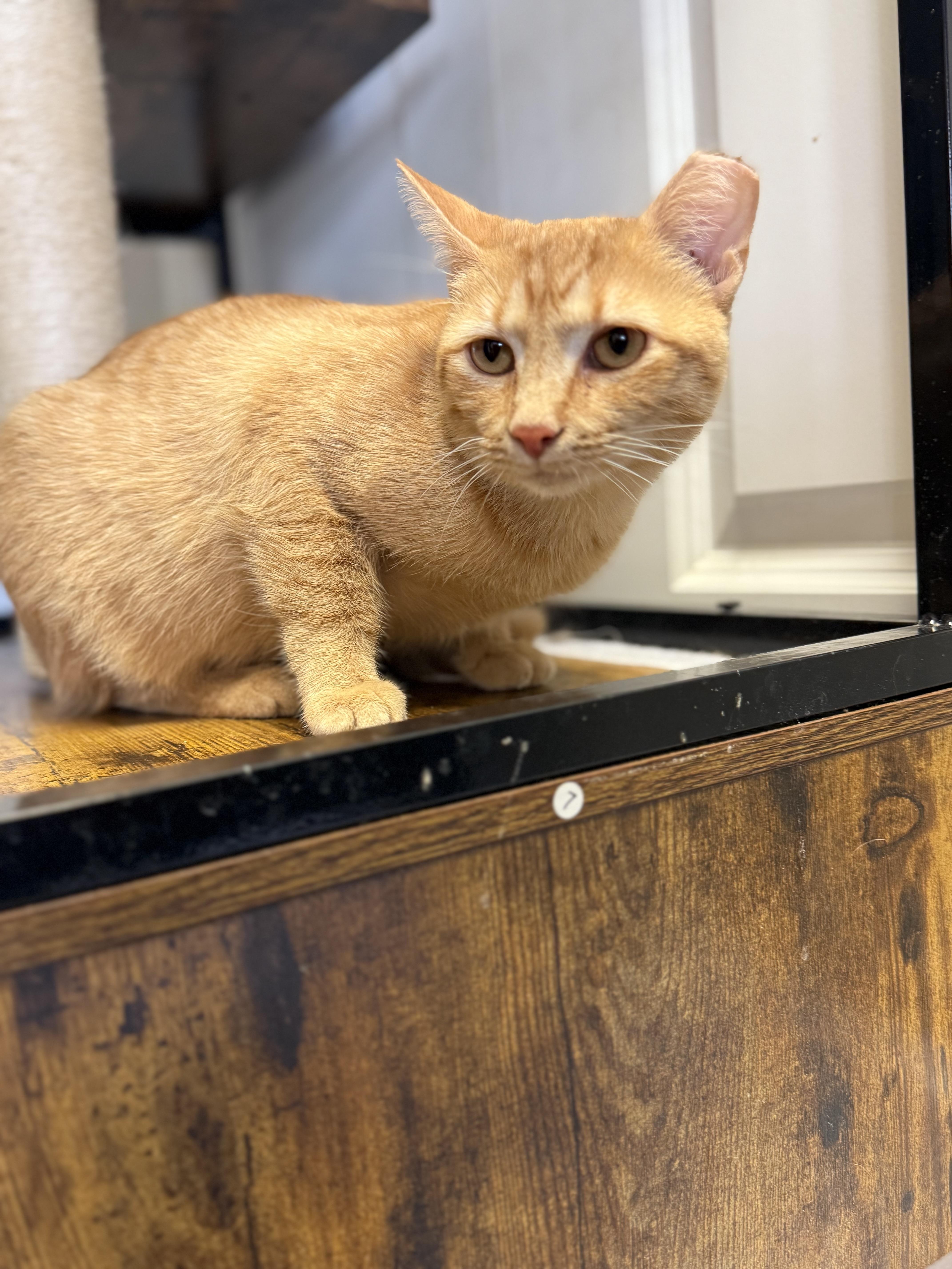 Enlarge Pamona, a Adoptable Tabby in Broken Arrow, OK image 2/2