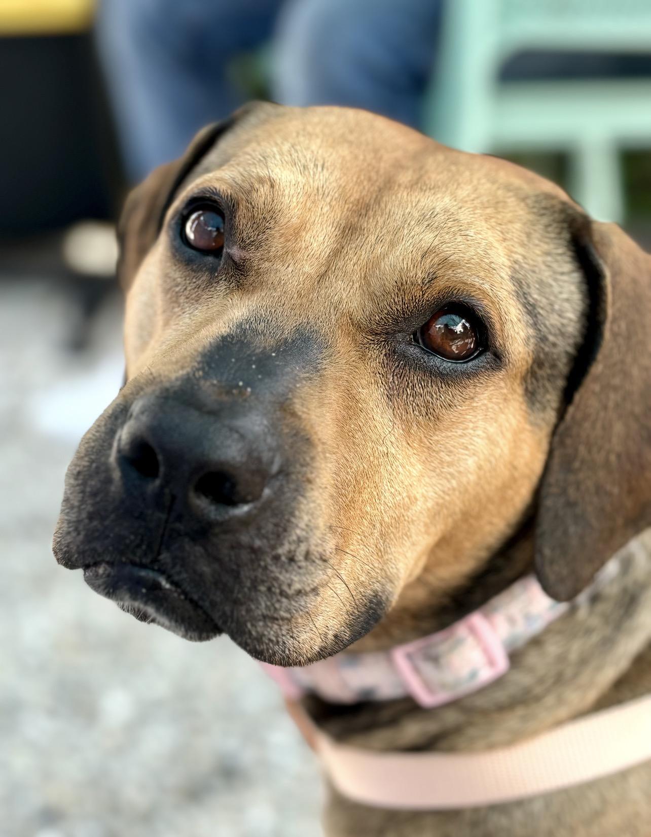 Beck, Adoptable, Adult Female Pit Bull Terrier & Black Mouth Cur.