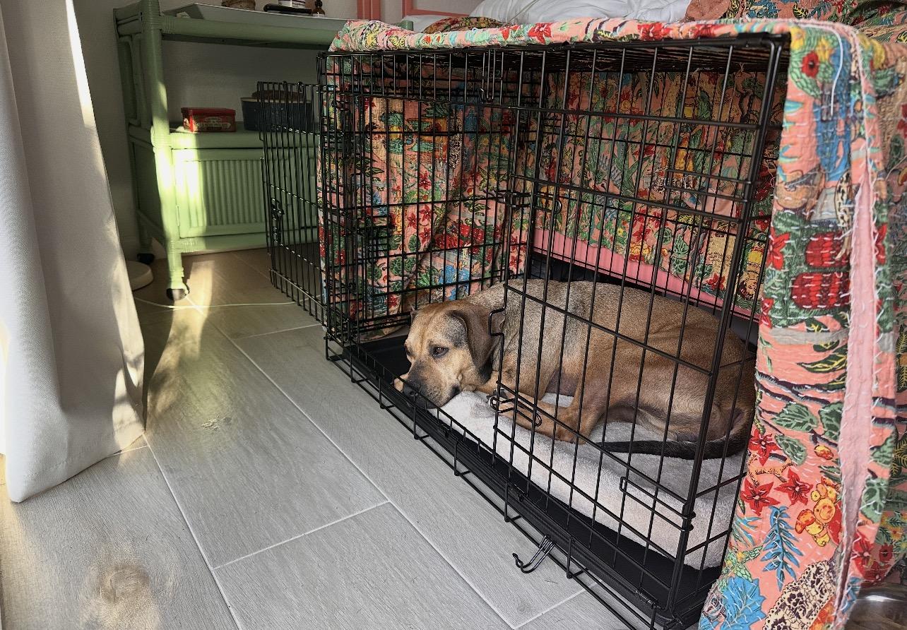 Enlarge Beck, a Adoptable mixed breed in stuart, FL image 3/3