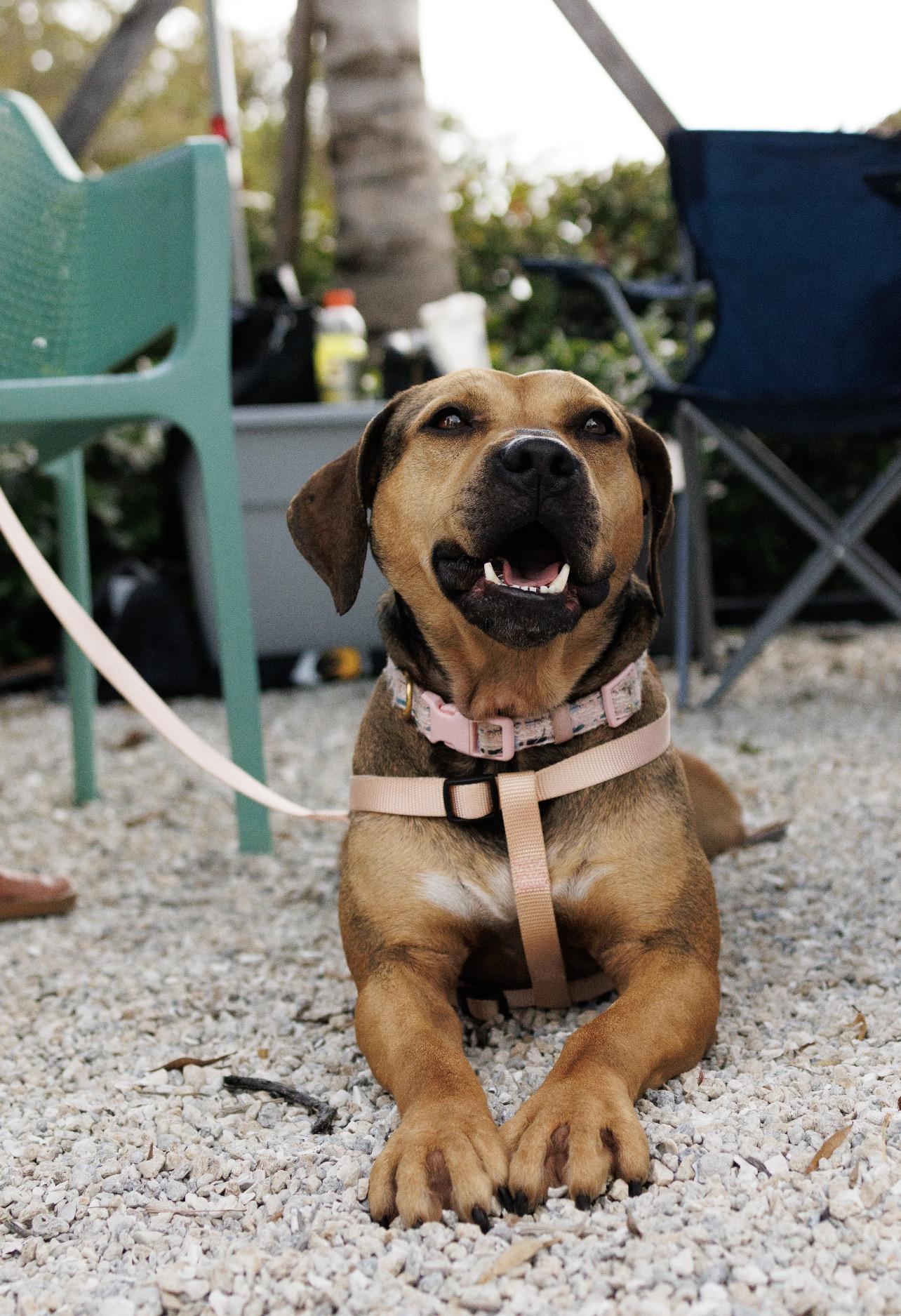 Enlarge Beck, a Adoptable mixed breed in stuart, FL image 2/3