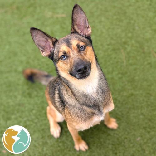 Cloud, Adoptable, Adult Male Husky & Shepherd.