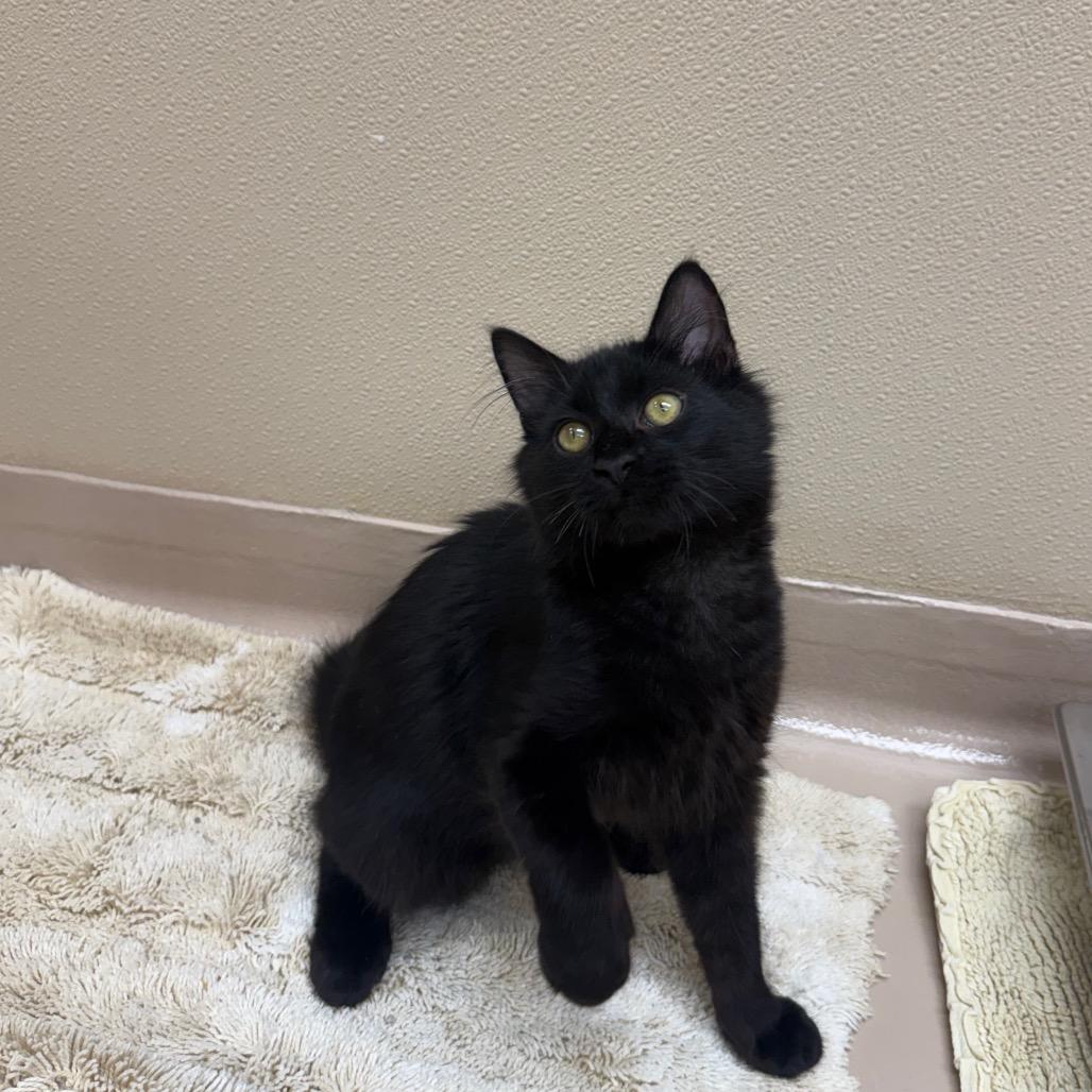 Enlarge Shaggy, a Adoptable Domestic Medium Hair in Mebane, NC image 1/4