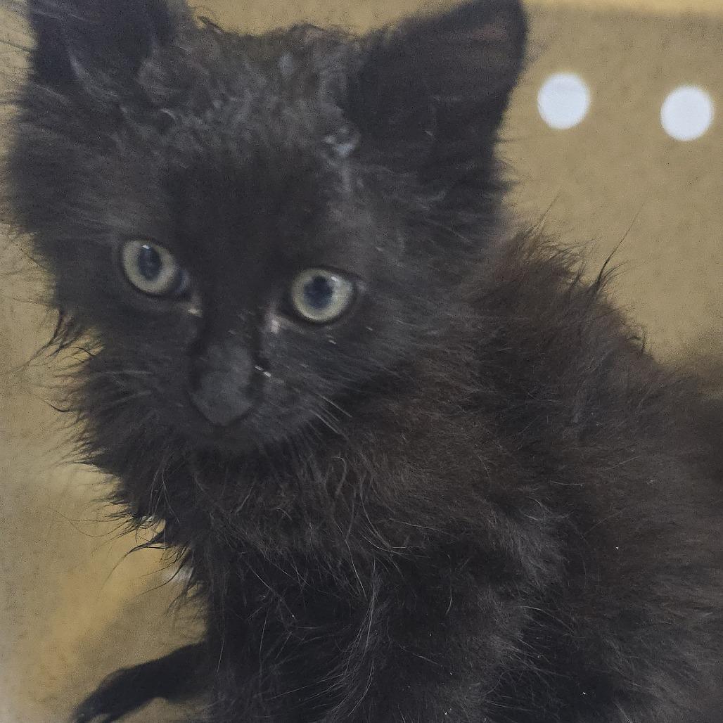 Enlarge Shaggy, a Adoptable Domestic Medium Hair in Mebane, NC image 2/4