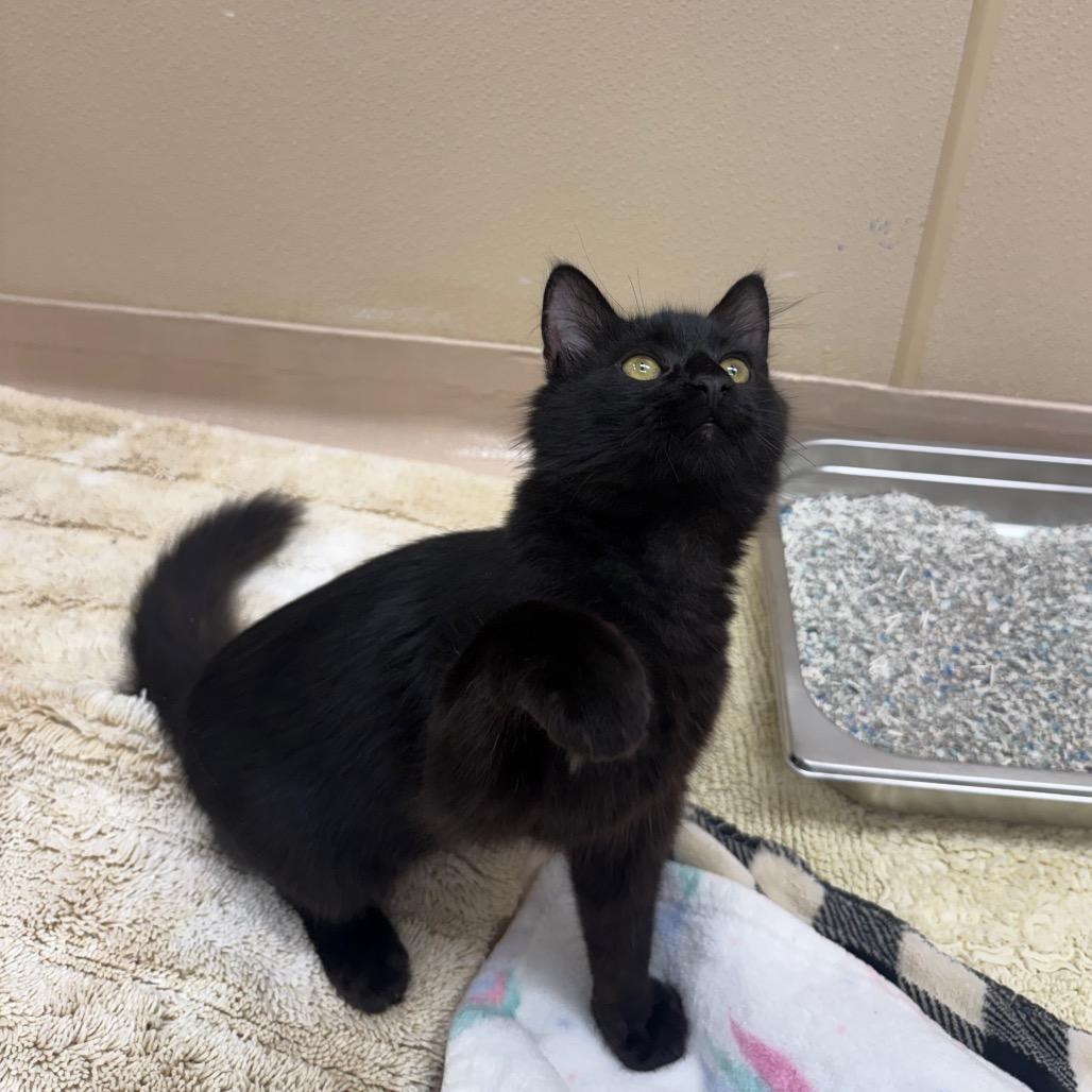 Enlarge Shaggy, a Adoptable Domestic Medium Hair in Mebane, NC image 3/4