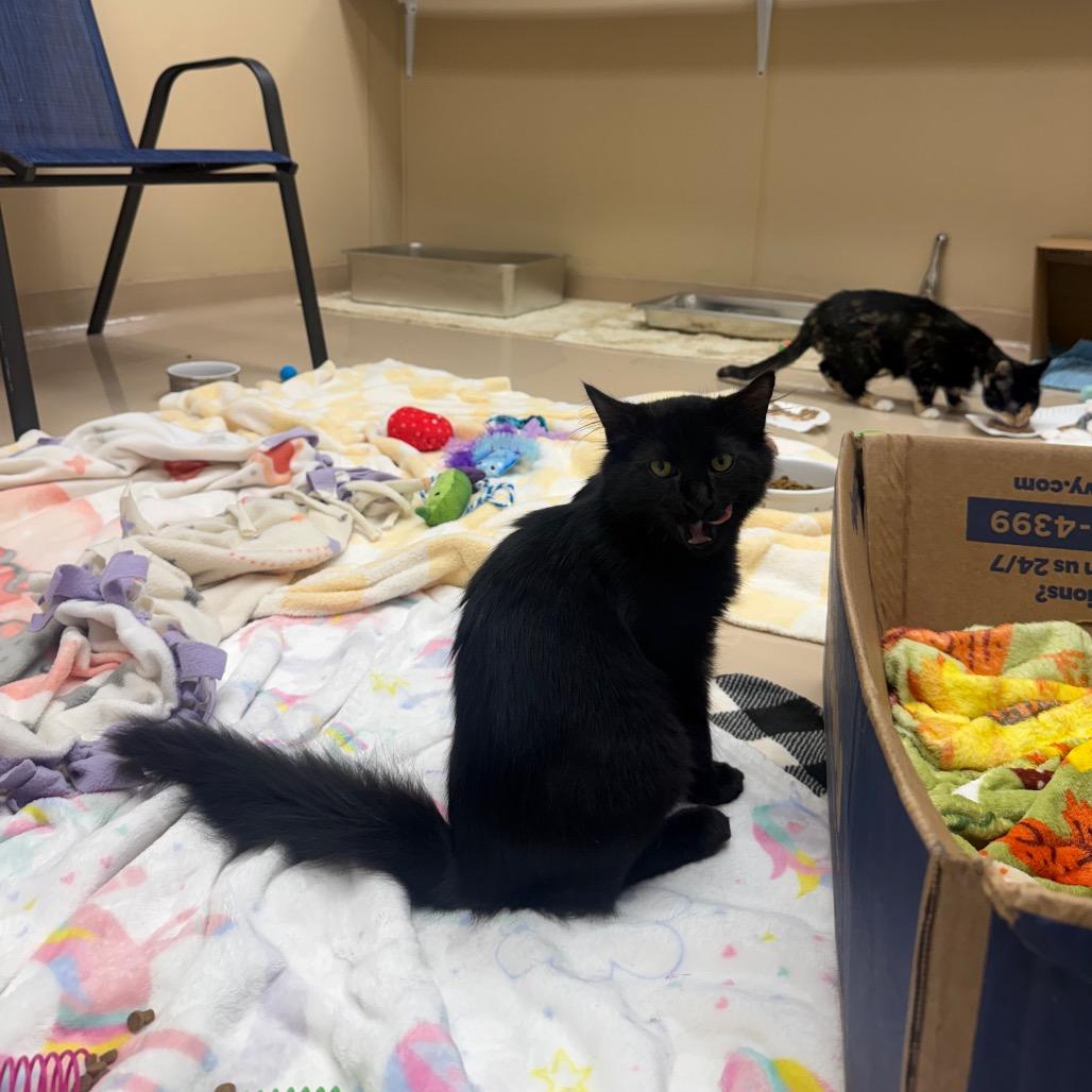 Enlarge Shaggy, a Adoptable Domestic Medium Hair in Mebane, NC image 4/4