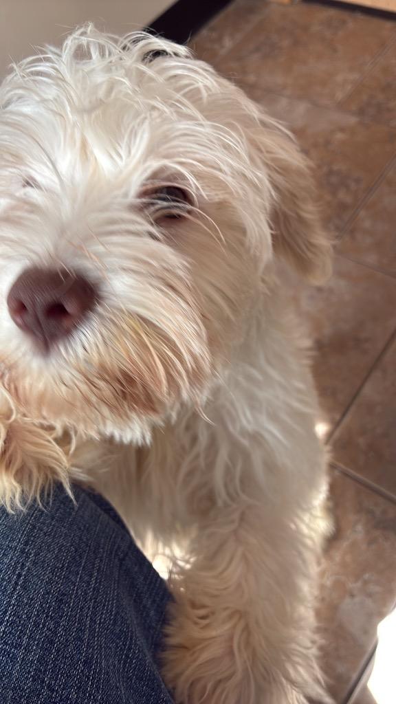 Archer, Adoptable, Puppy Male Schnauzer.