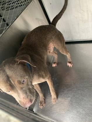 Marshall, Adoptable, Young Male Pit Bull Terrier & Mixed Breed.