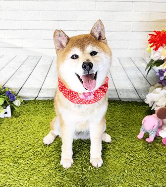 INU, ADOPTABLE, Adult Female Shiba Inu.