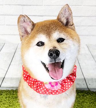 Enlarge INU, a ADOPTABLE Shiba Inu in Castro Valley, CA image 2/3