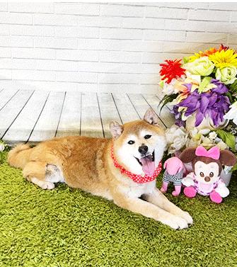 Enlarge INU, a ADOPTABLE Shiba Inu in Castro Valley, CA image 3/3