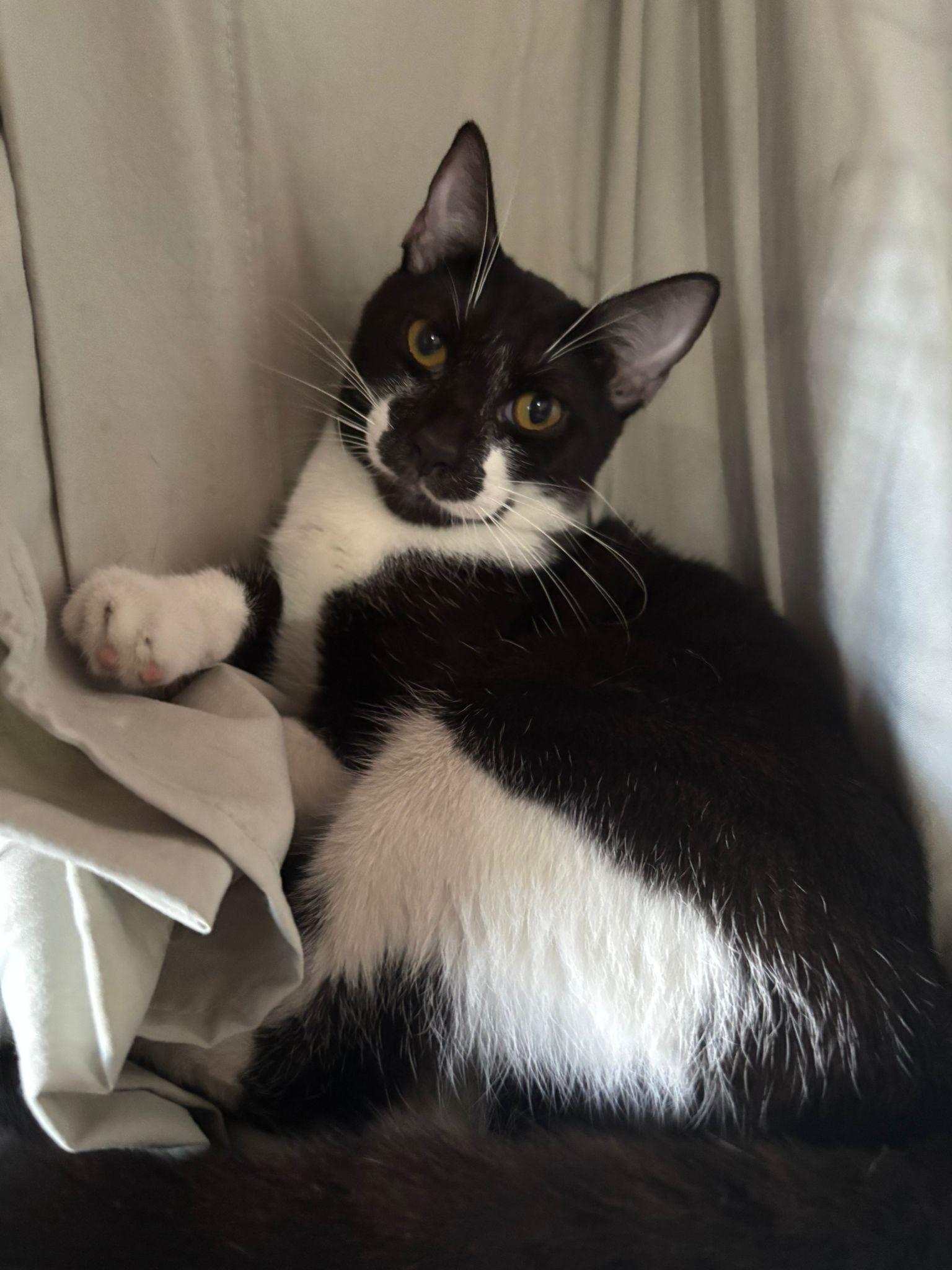 Aron, Adoptable, Young Male Domestic Short Hair.