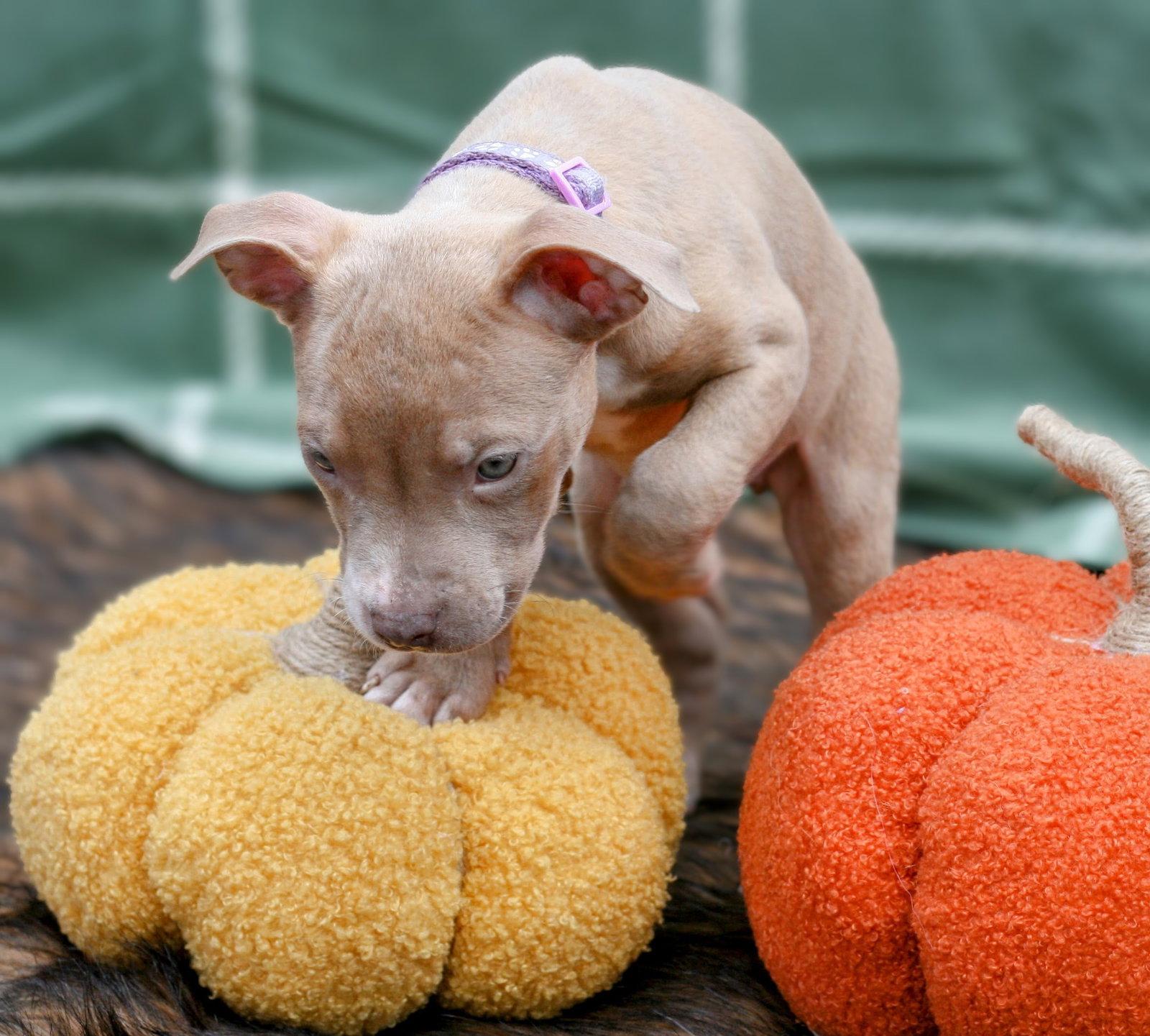 Cupcake: Sweet Treats Litter, a Adopted American Staffordshire Terrier in Holly Springs, NC image 1/3