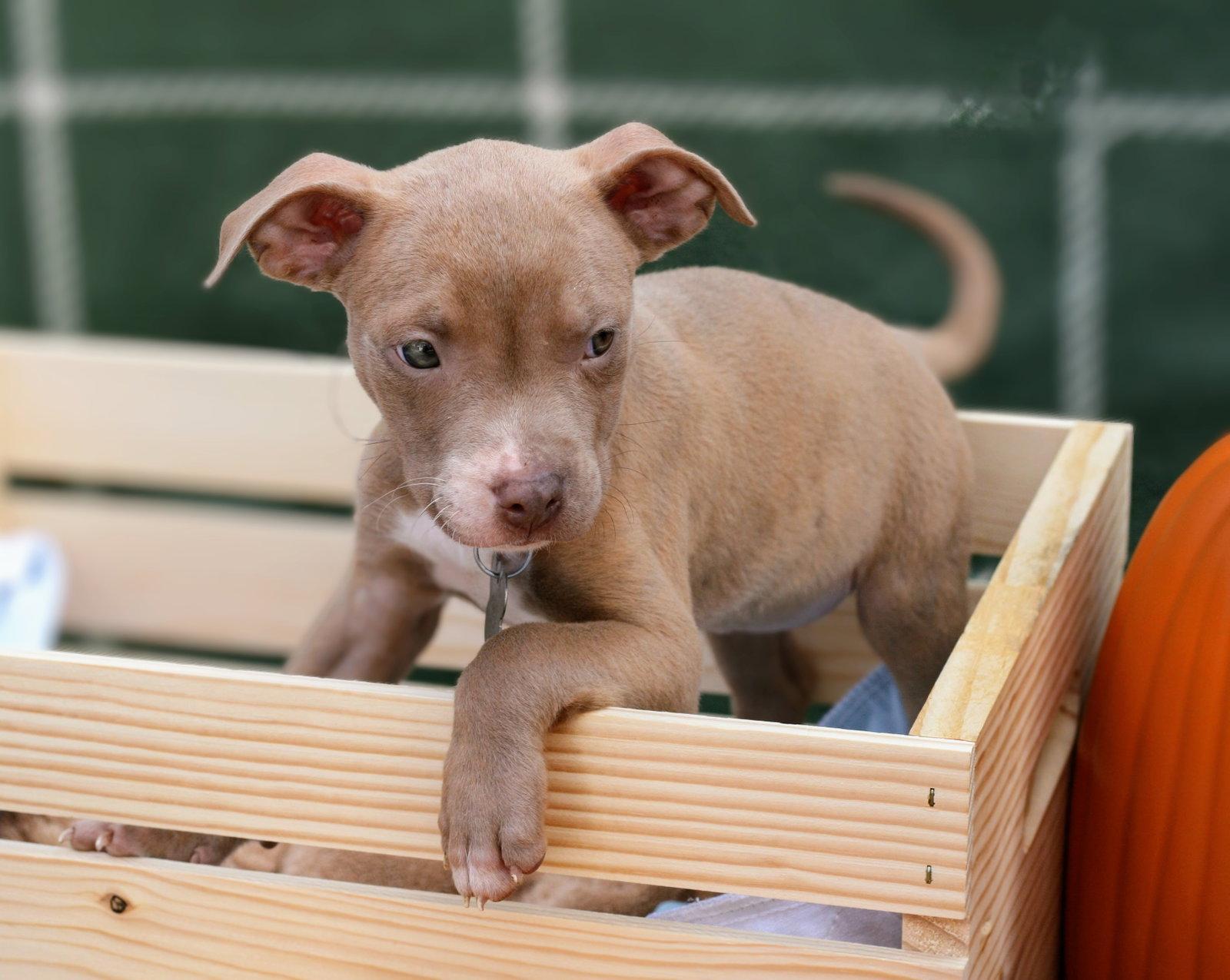 Cupcake: Sweet Treats Litter, a Adopted American Staffordshire Terrier in Holly Springs, NC image 2/3