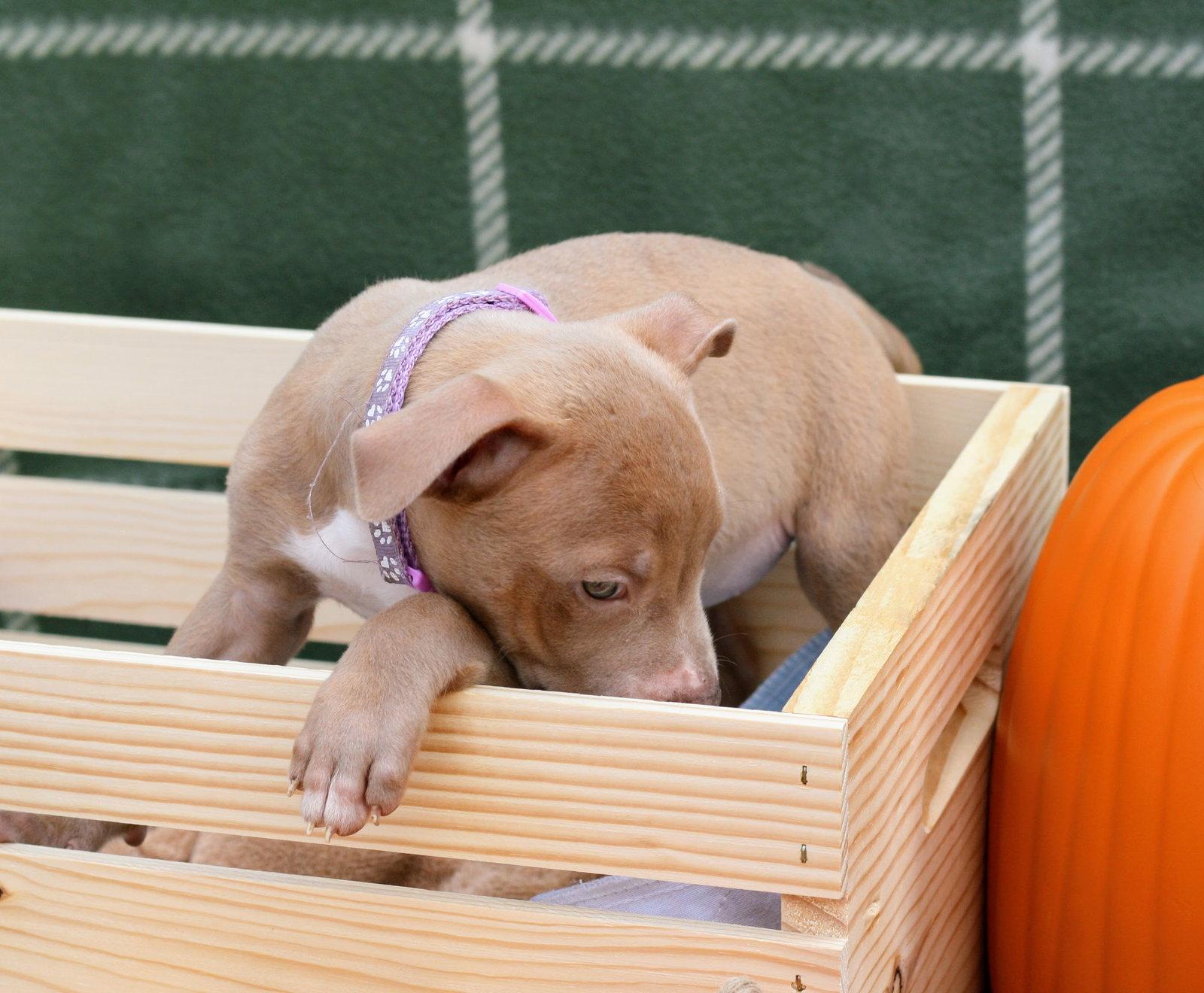 Cupcake: Sweet Treats Litter, a Adopted American Staffordshire Terrier in Holly Springs, NC image 3/3