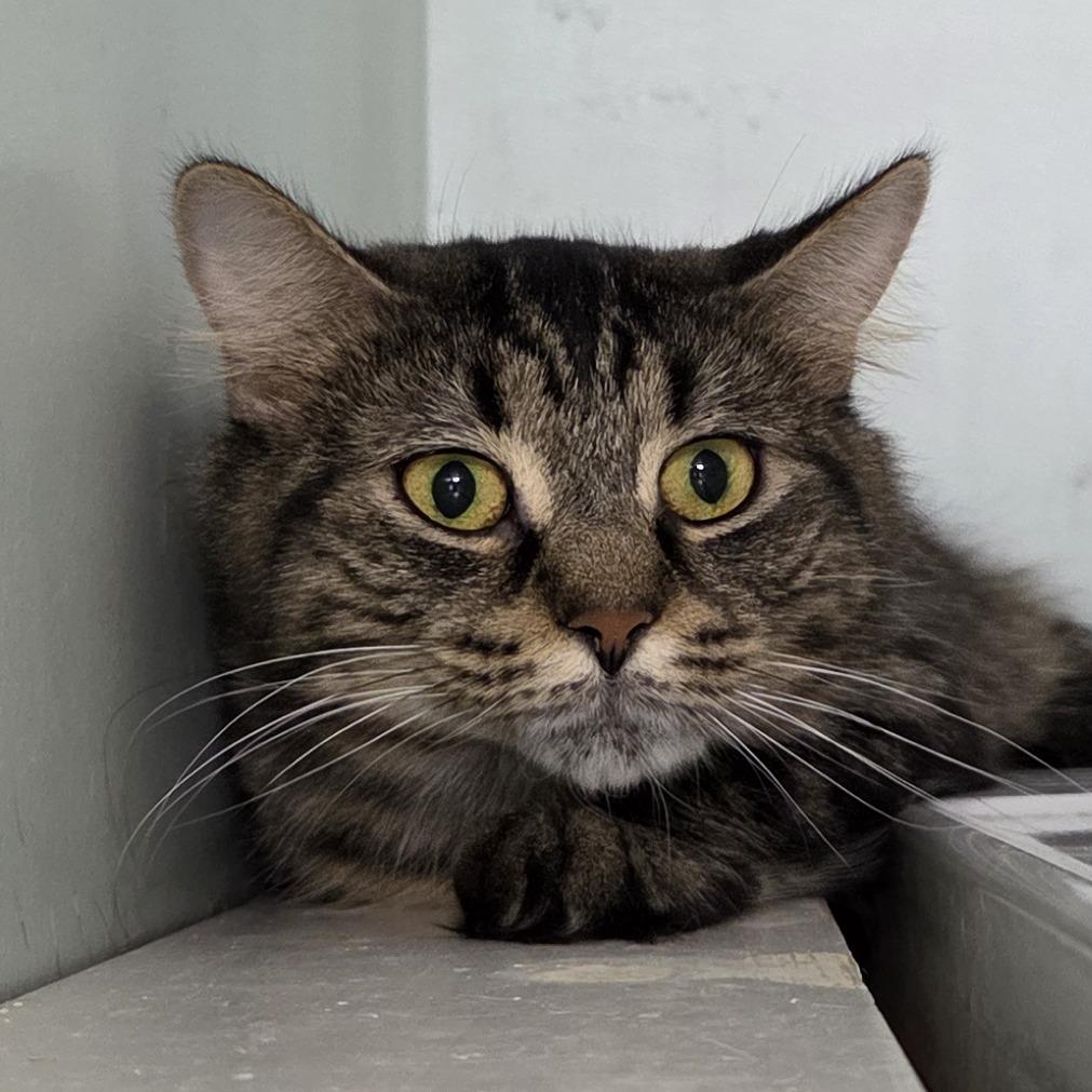 Enlarge Wiggles, a Adoptable Domestic Medium Hair in Brimfield, MA image 1/4