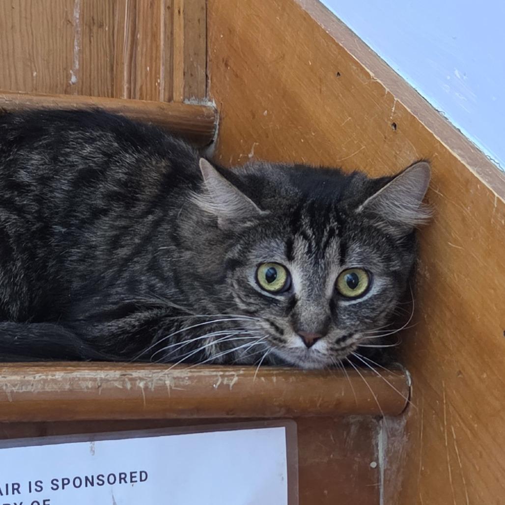 Enlarge Wiggles, a Adoptable Domestic Medium Hair in Brimfield, MA image 4/4