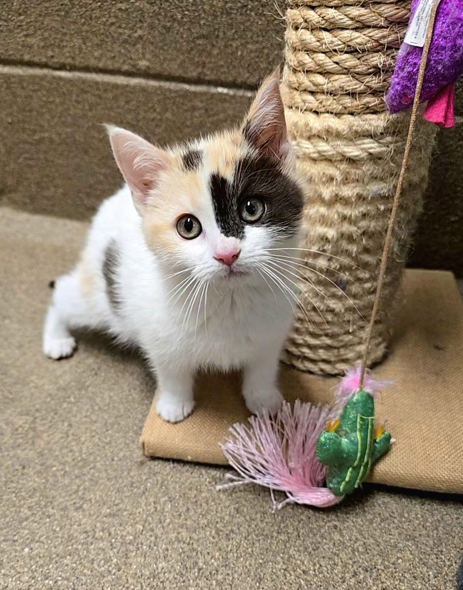 Madeleine, Adoptable, Young Female Domestic Short Hair.