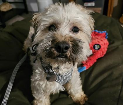 Pudding, Adoptable, Adult Male Yorkshire Terrier & Shih Tzu.