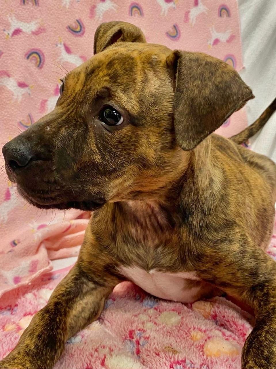 MAGMA, ADOPTABLE, Young Female Labrador Retriever.