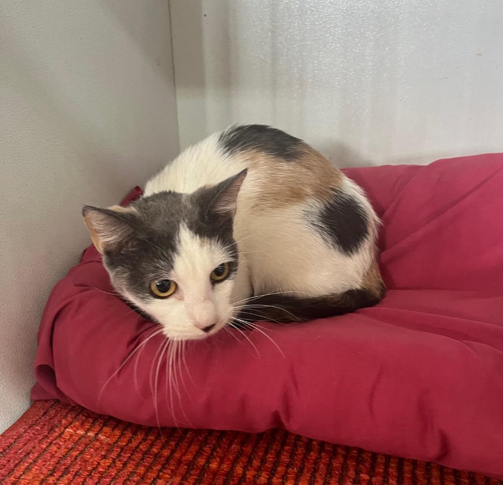 Bunny, Adoptable, Kitten Female Domestic Short Hair.