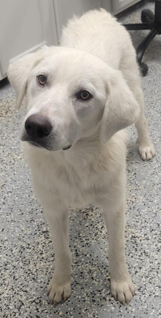 Enlarge Janice, a Adoptable mixed breed in Seven Points, TX image 1/1